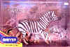 Zebra1.JPG (28691 bytes)