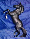 BlackBeauty.JPG (26907 bytes)